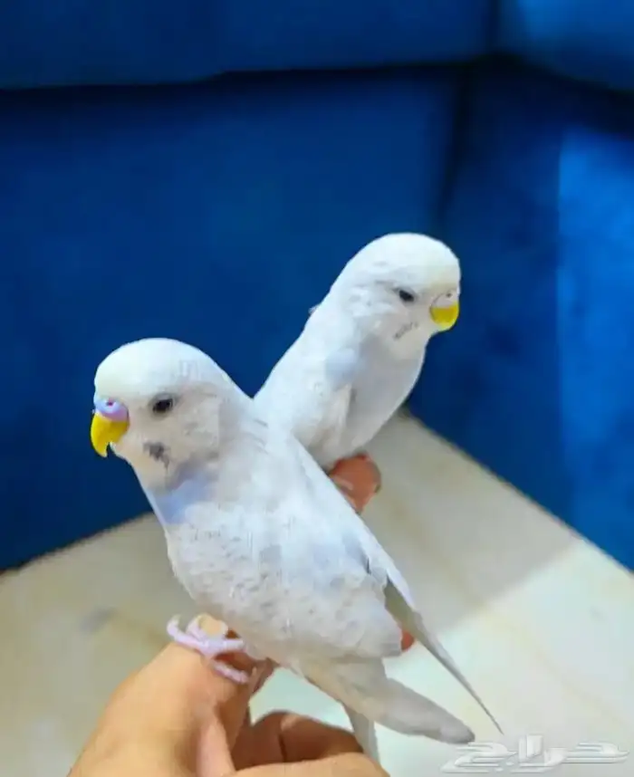 مروض ومدرب جميع أنواع الببغاوات والعصافير 9