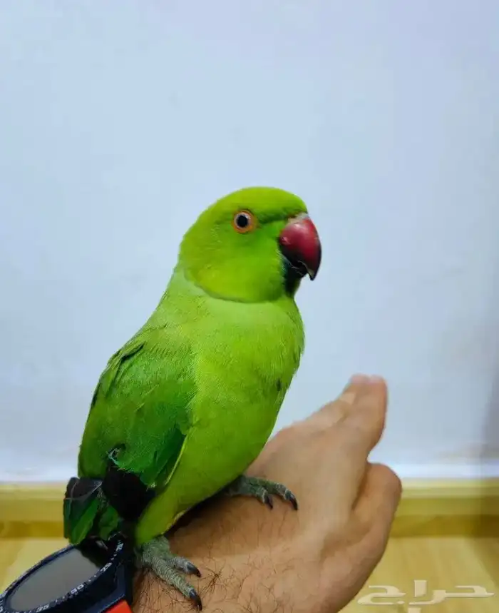 مروض ومدرب جميع أنواع الببغاوات والعصافير 5