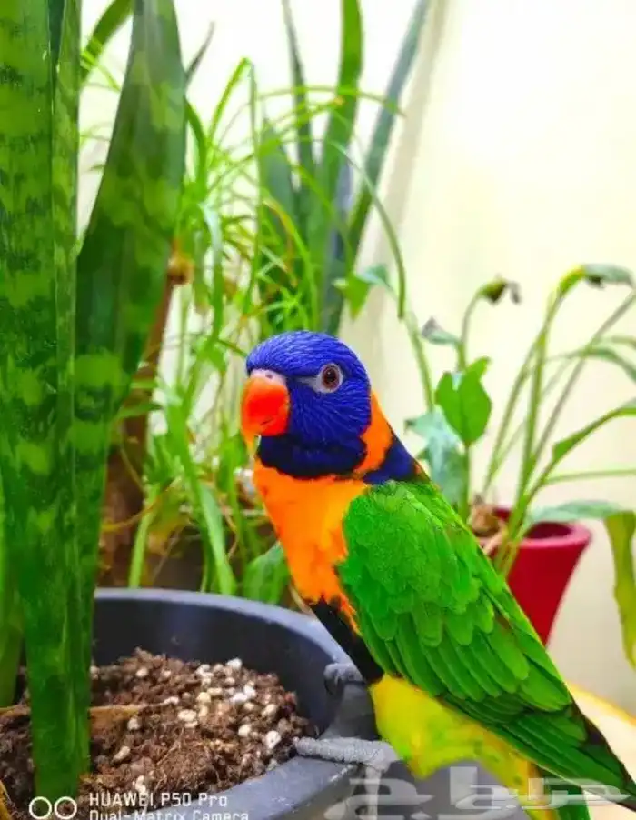 مروض ومدرب جميع أنواع الببغاوات والعصافير 3