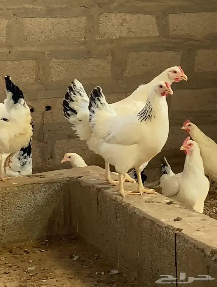 دجاج فرنسي بشاير 1