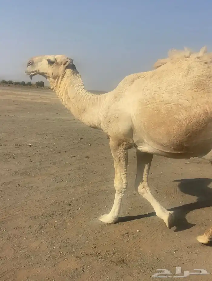 قعود بداية ثني العام الماضي ما تعاشرت منه البل 1
