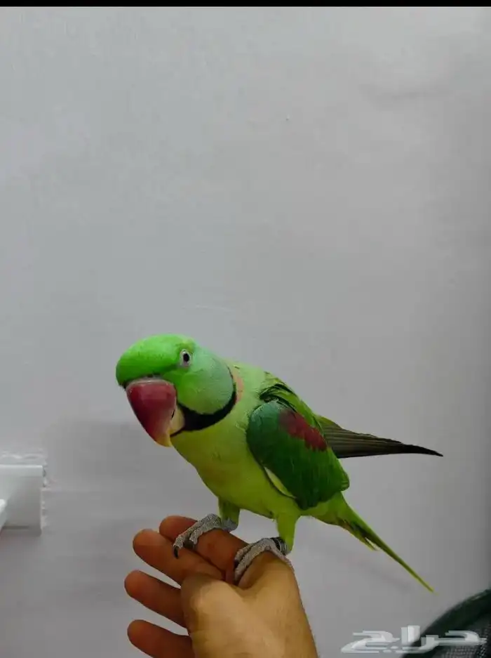 مروض ومدرب جميع أنواع الببغاوات والعصافير 4