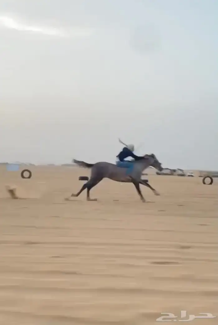 حصان شعبي 2