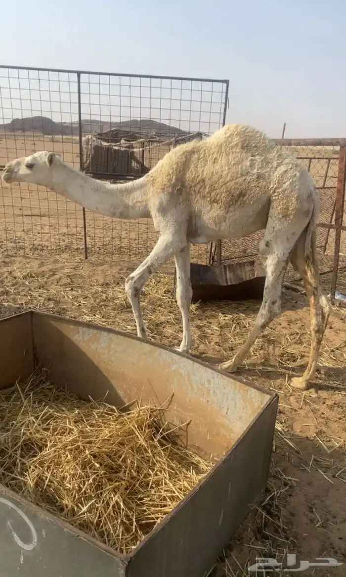 قعدان 5 3
