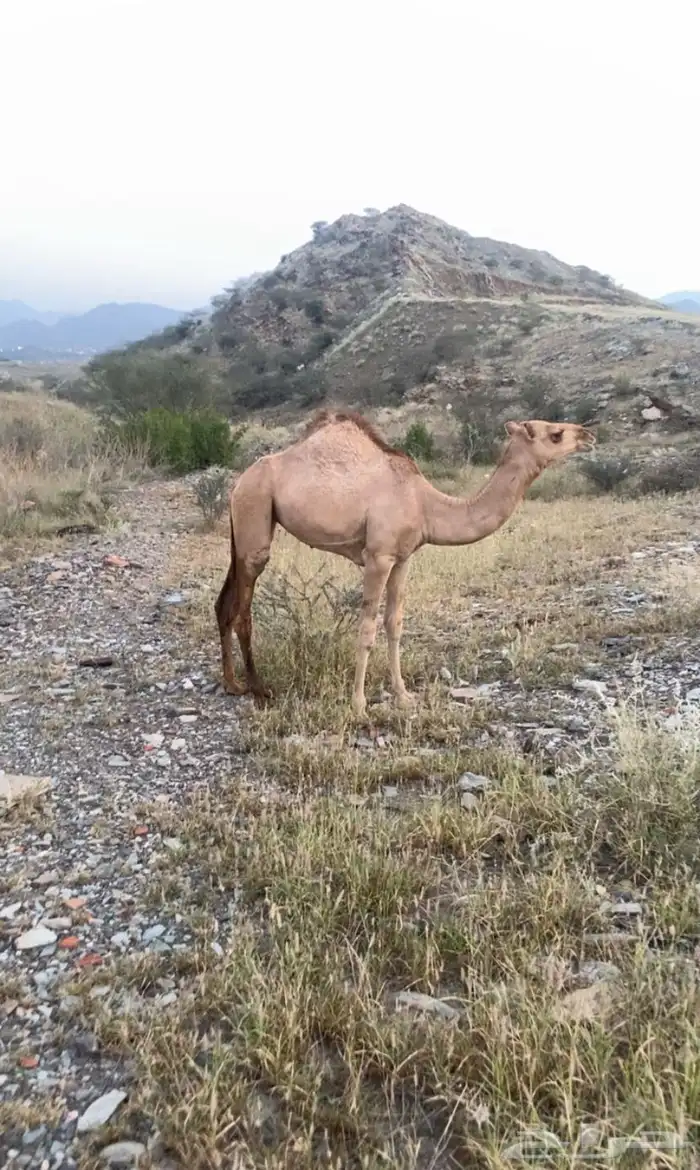 بكره ارك محور للبيع 3