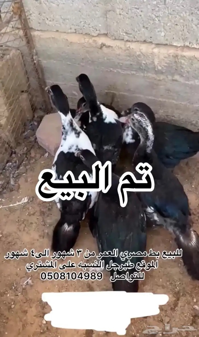 الي يبغا البط 24 نصيبه للتواصل وتس اب 0