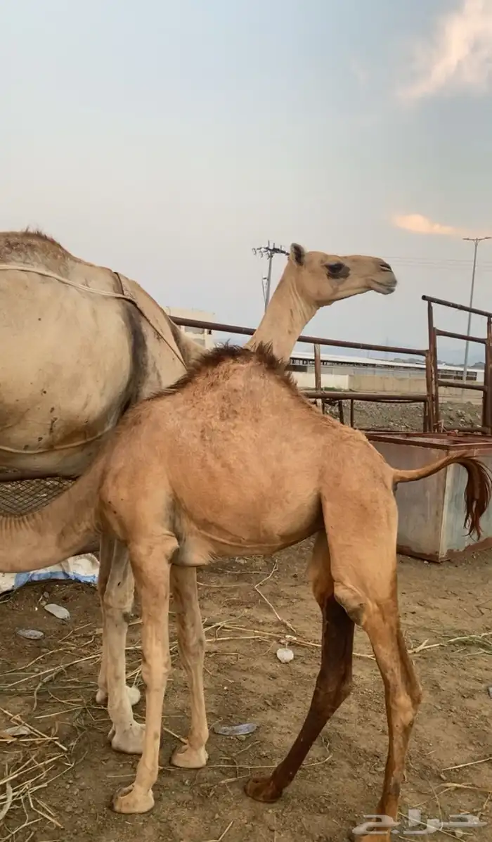 بكره ارك محور للبيع 2