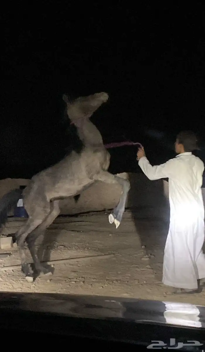 مهر شعبي للبيع اقرب سومه 1