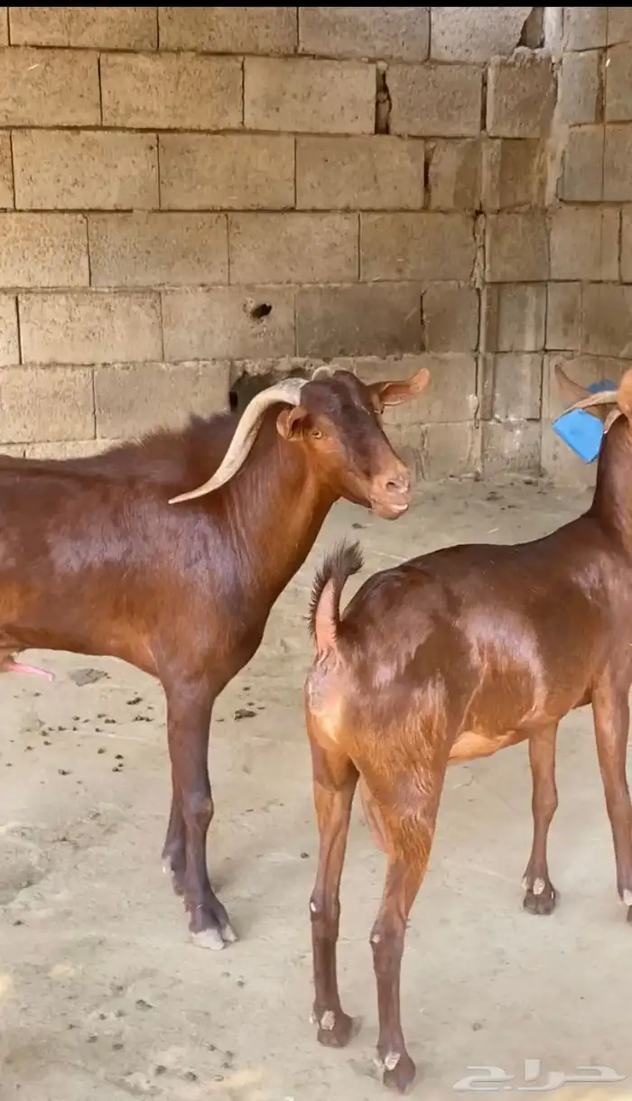 تم اللبيع  10 جفار فواخر توها قرايب دهم جذعات و2 فحول 2