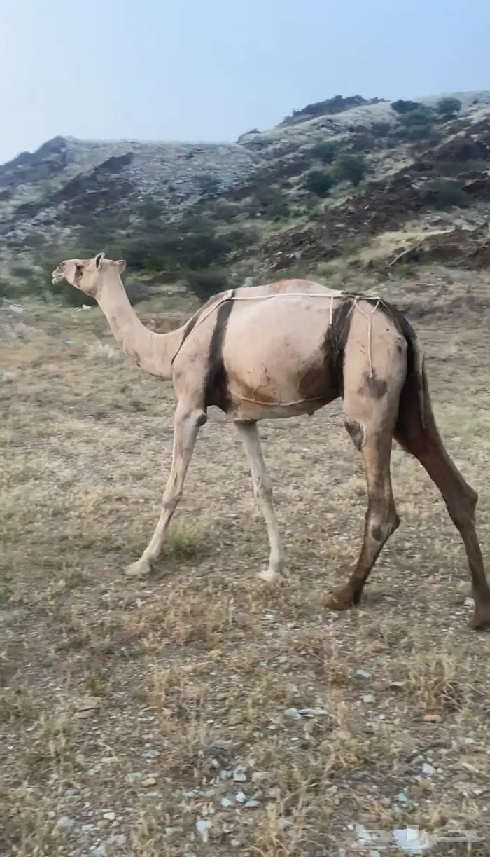 بكره ارك محور للبيع 0