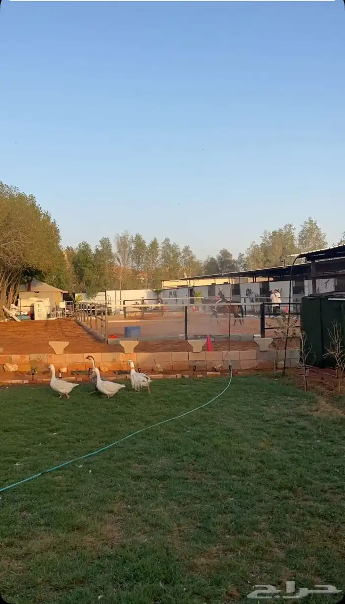ايواء مربط النياف يرحب بكم عسف تدريب ركوب خيل 4
