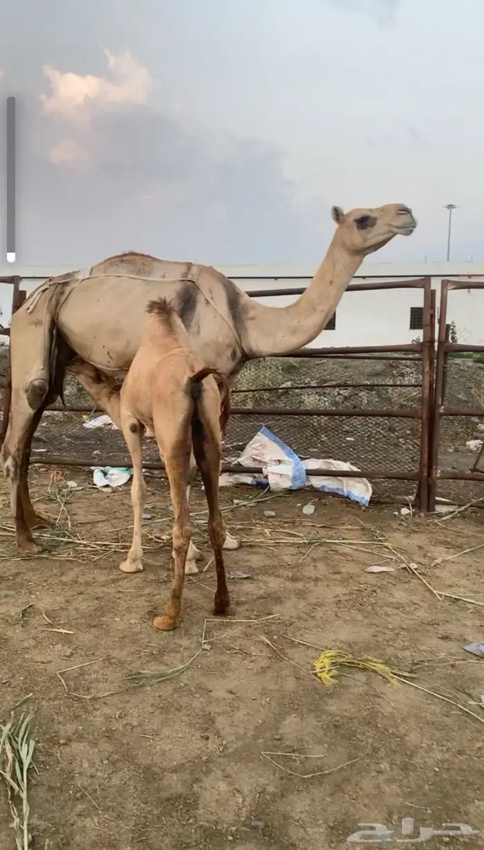 بكره ارك محور للبيع 1