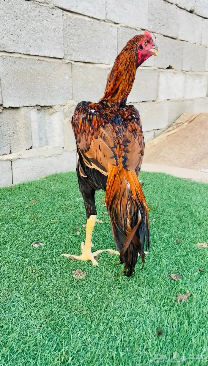 تم البيع الله يبارك لمن شراء 0