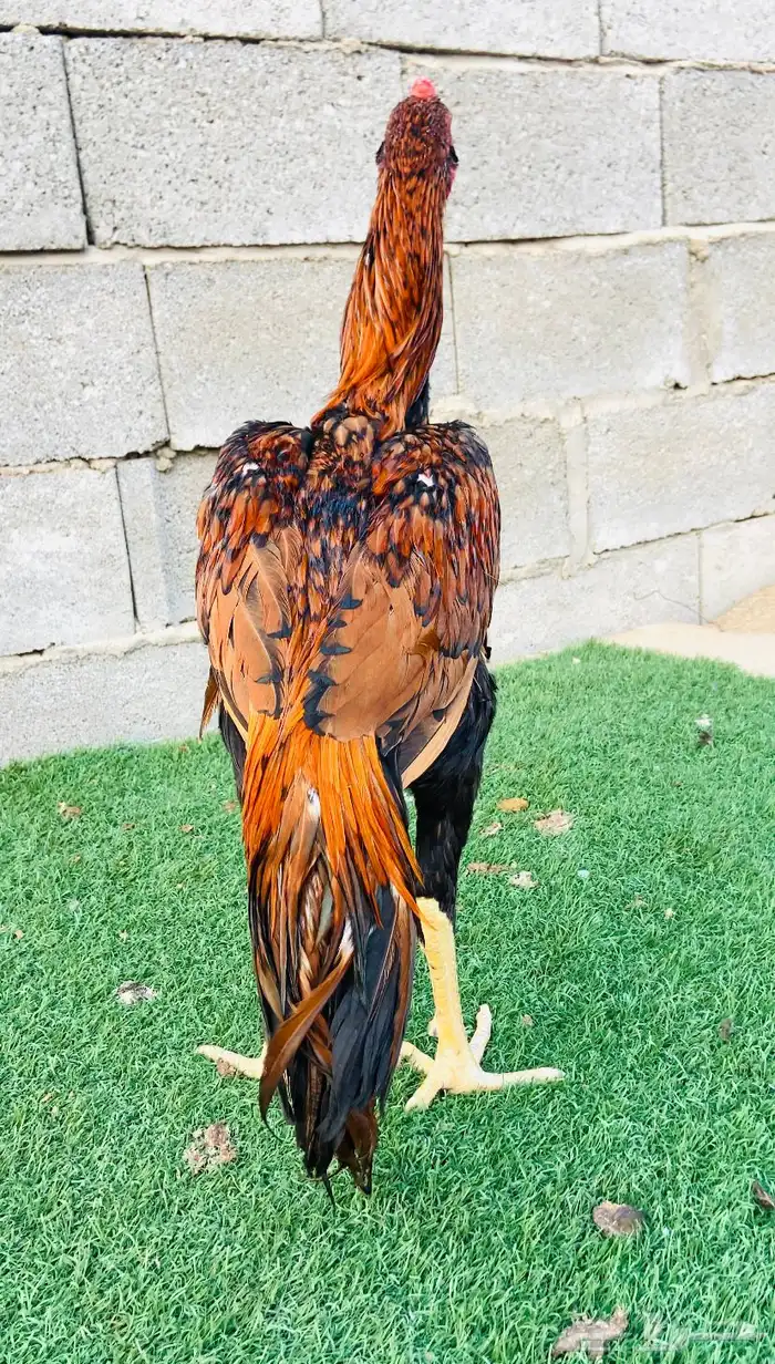 تم البيع الله يبارك لمن شراء 1