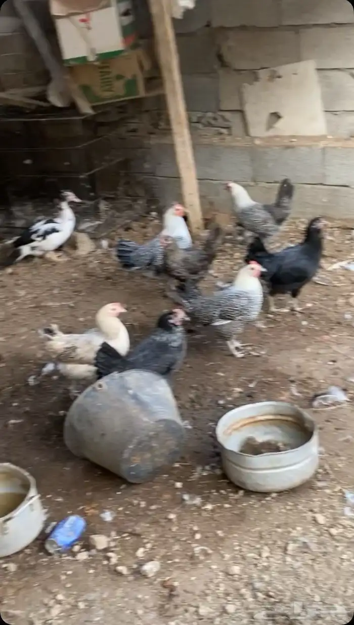 بط مسكوفي و وز ودجاج بلدي بياض وجوز رومي 2