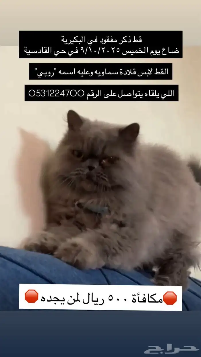 قط ضائع مكافئة 500 ريال لمن يجده 0