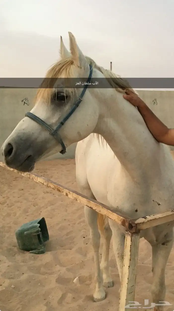 حصان عربي واهو للبيع 2