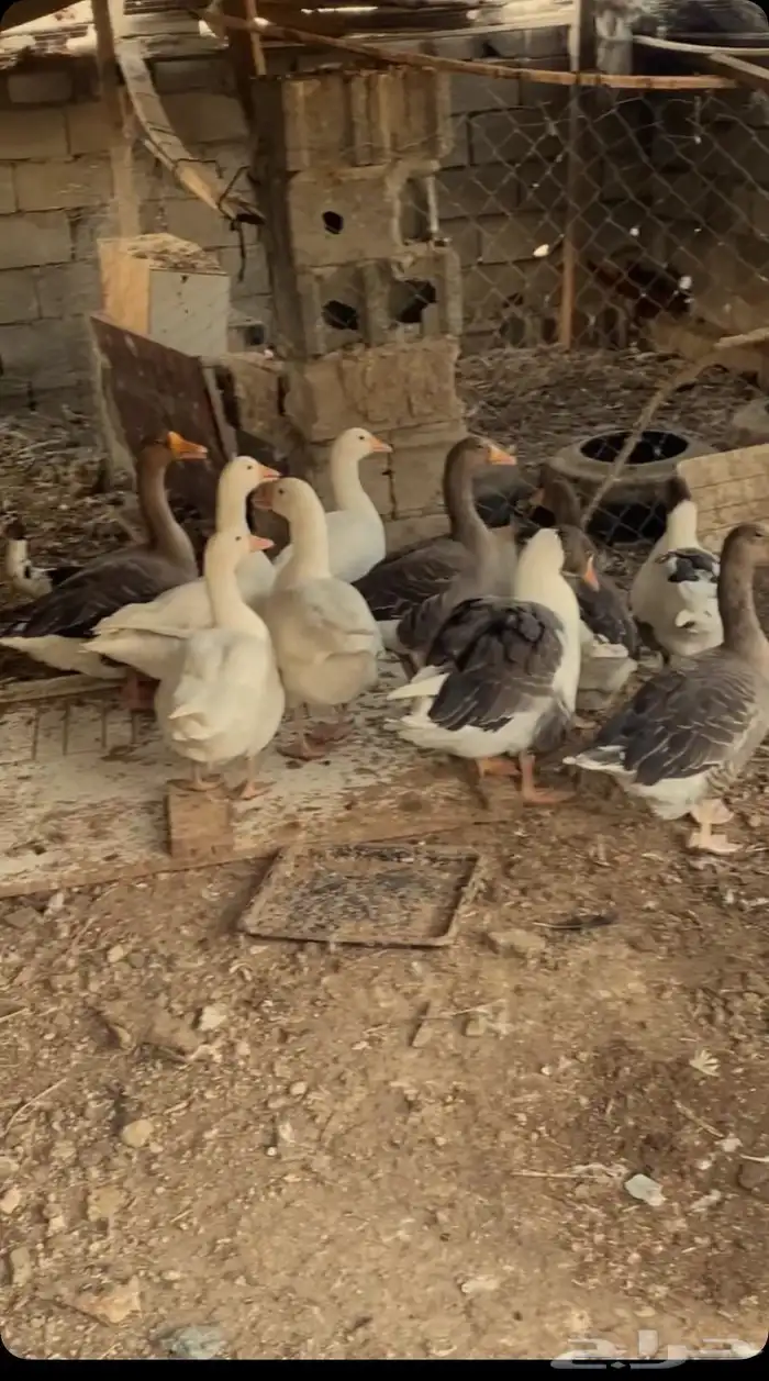 بط مسكوفي و وز ودجاج بلدي بياض وجوز رومي 4