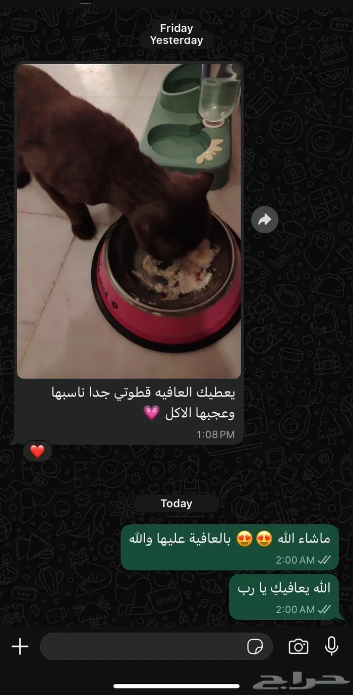 وجبات اكل قطط كيتنز صغيره وكبيره صحية وطازجة 2