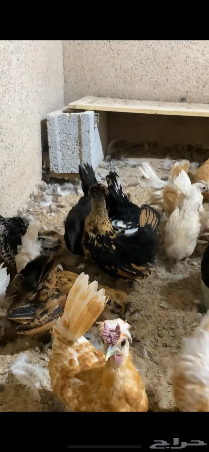 دجاج حباحب فاخر 12