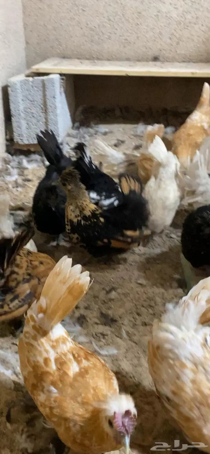 دجاج حباحب فاخر 23