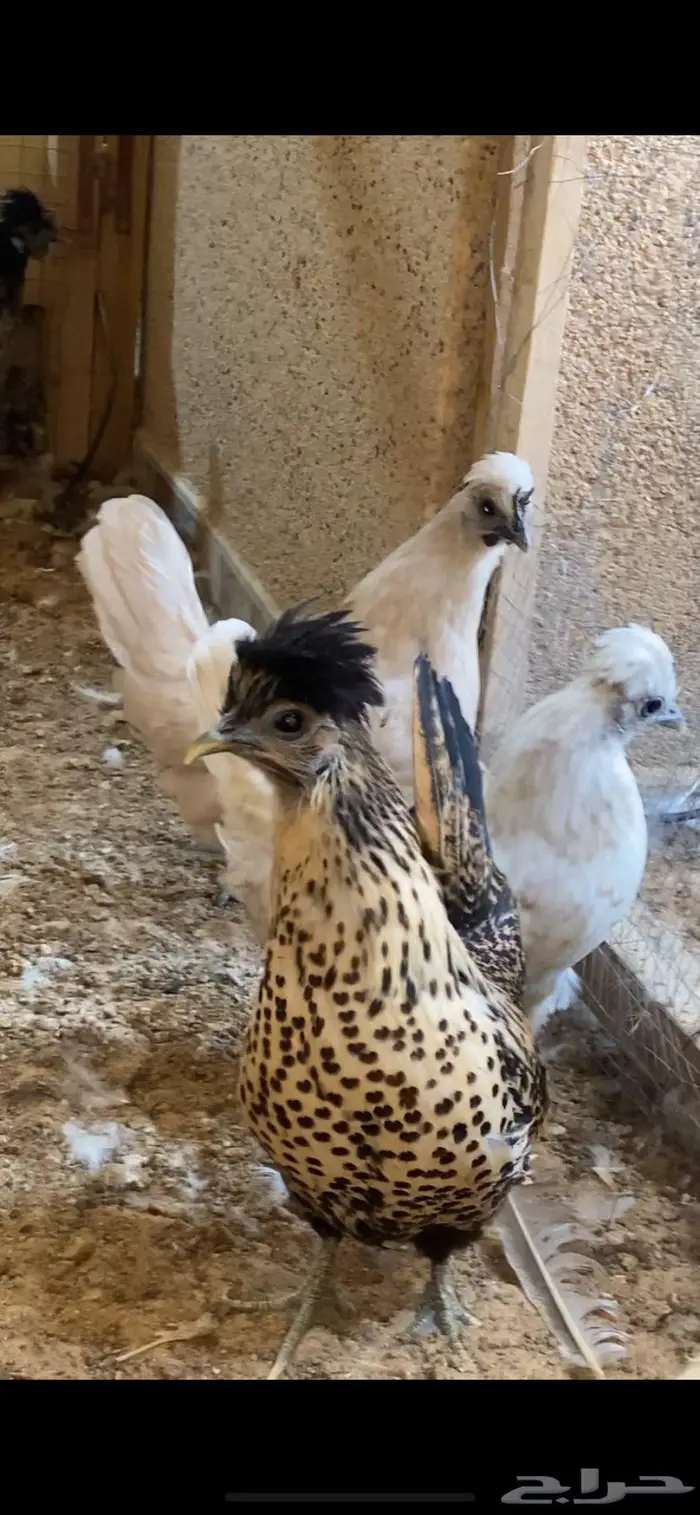 دجاج حباحب فاخر 5