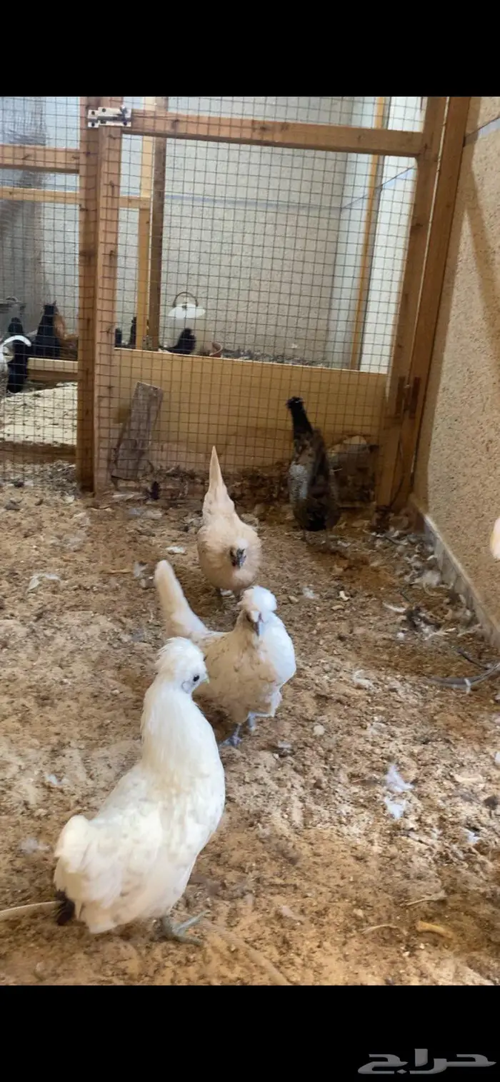 دجاج حباحب فاخر 8