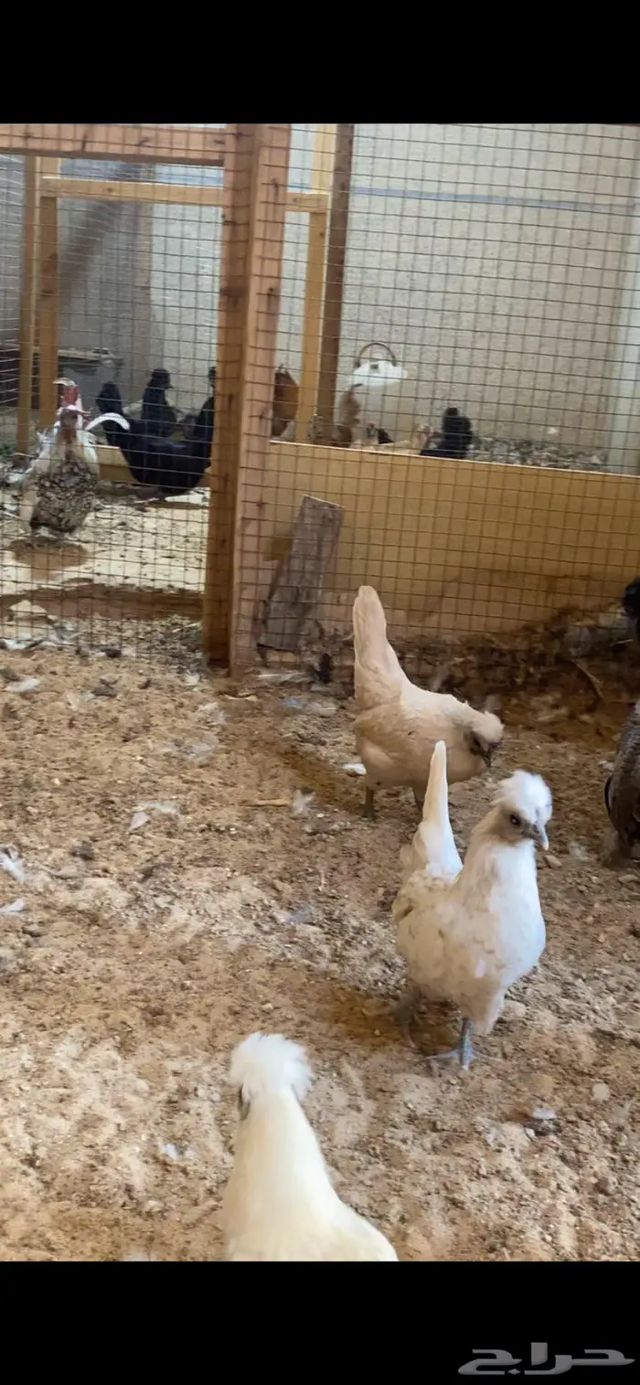 دجاج حباحب فاخر 9