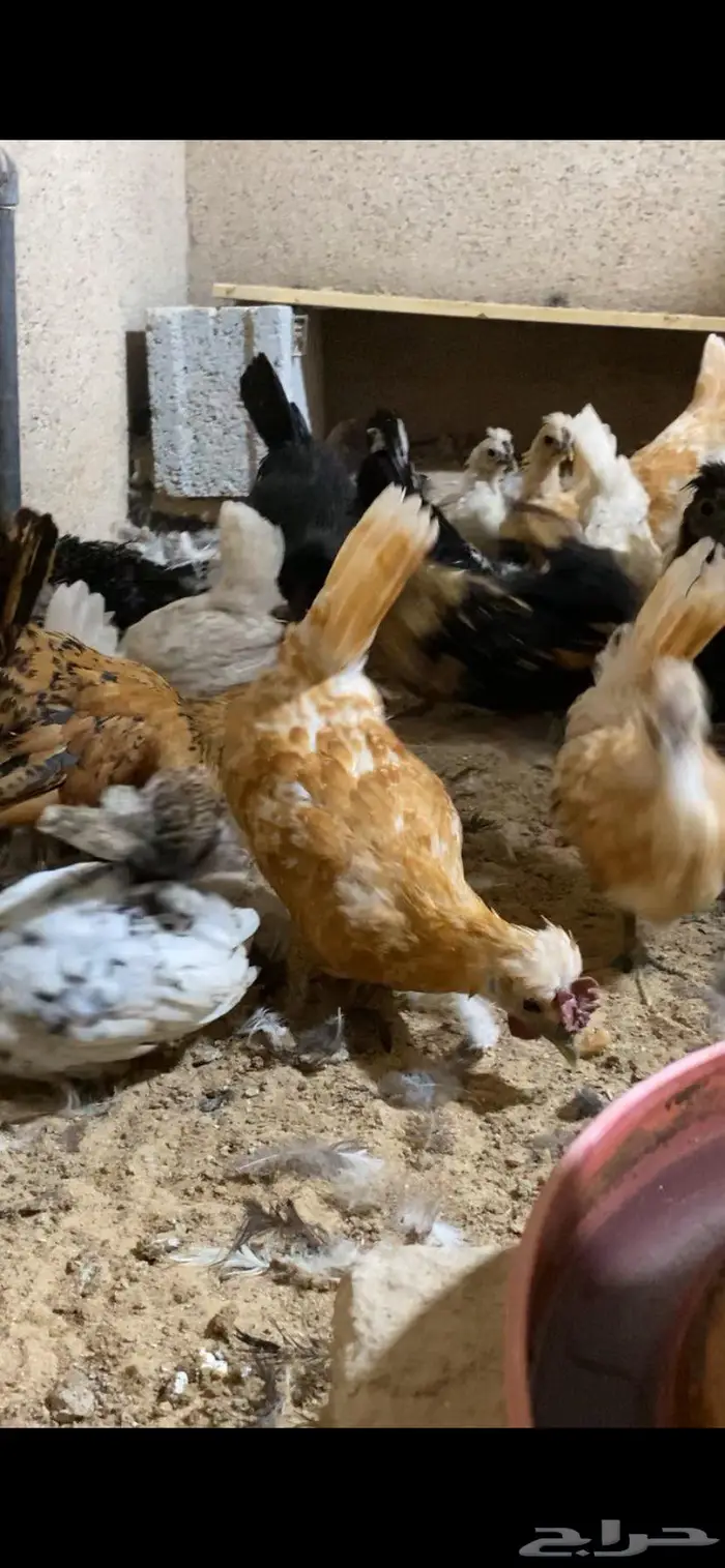 دجاج حباحب فاخر 24