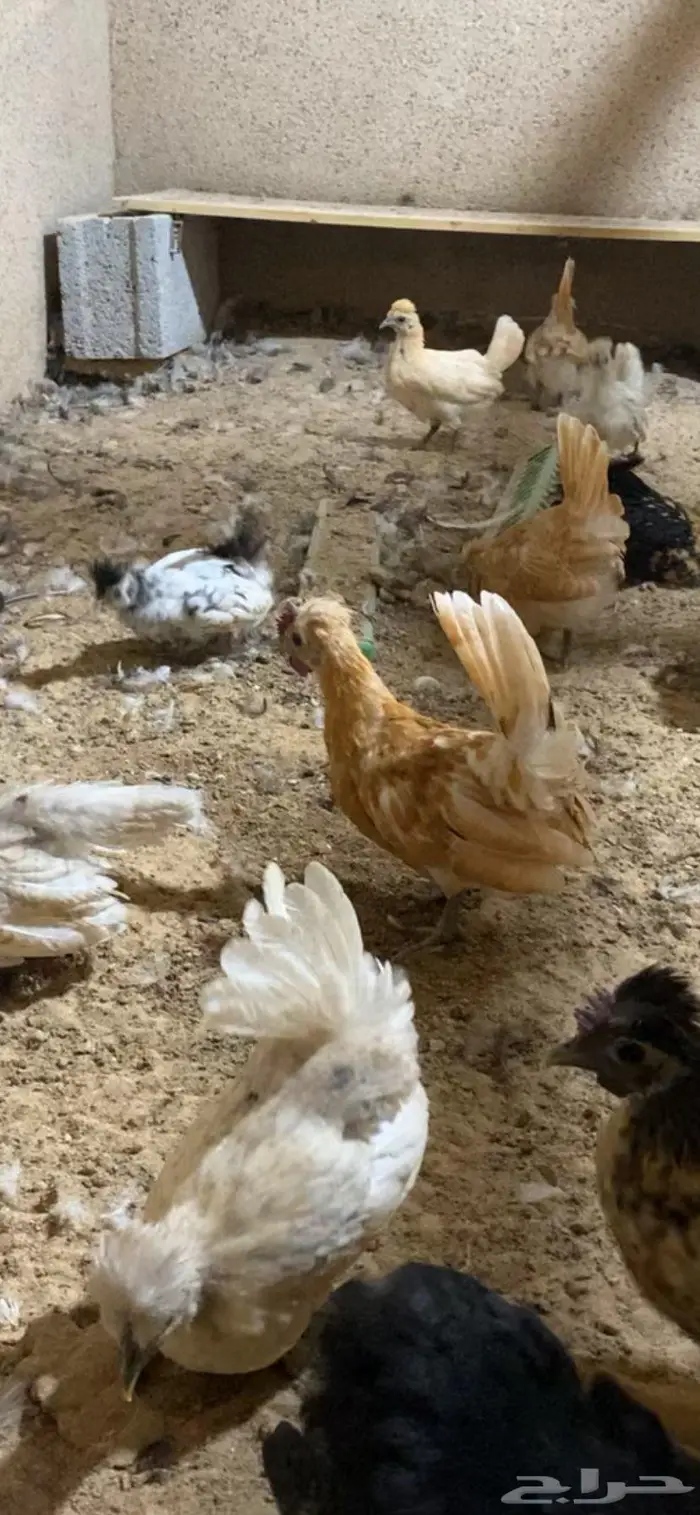 دجاج حباحب فاخر 21