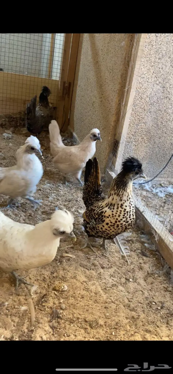 دجاج حباحب فاخر 6