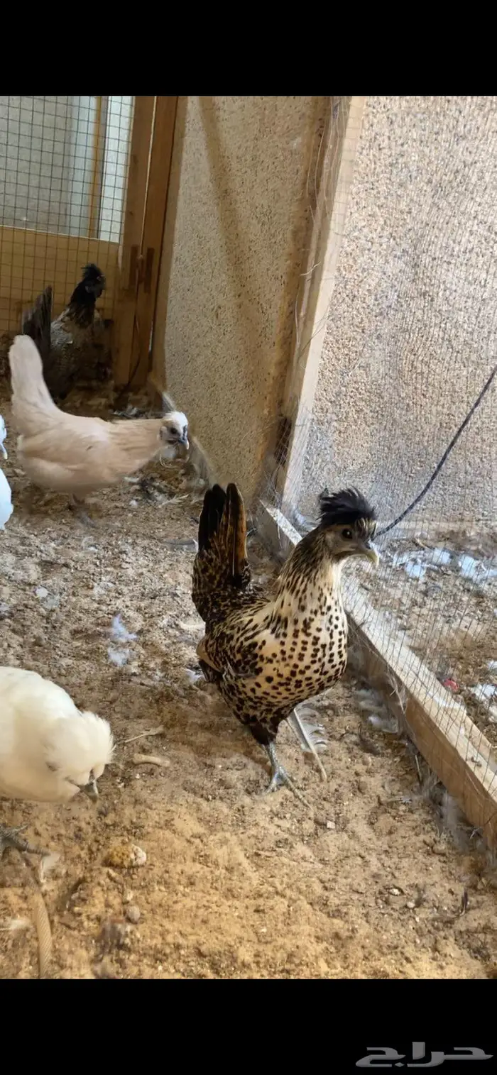 دجاج حباحب فاخر 7