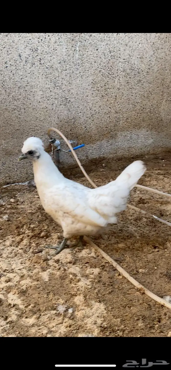 دجاج حباحب فاخر 18