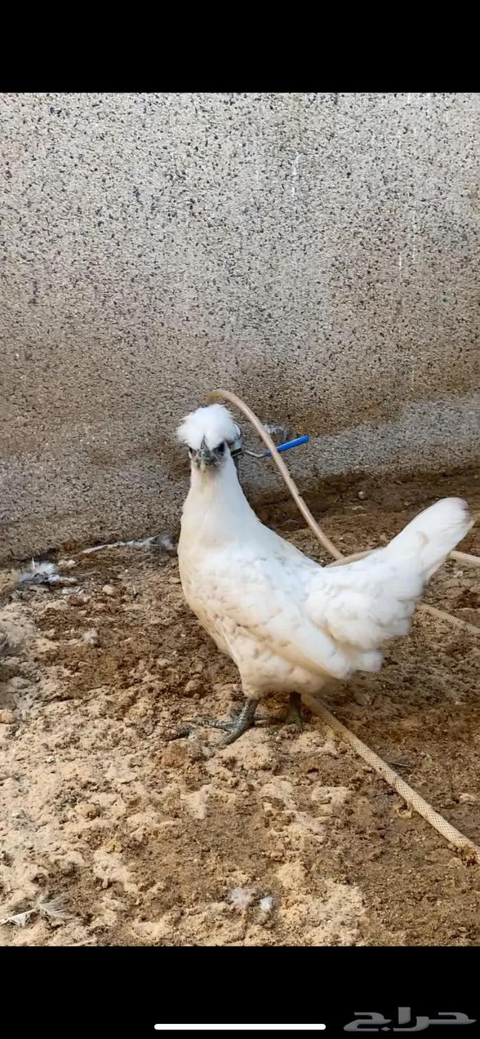 دجاج حباحب فاخر 17