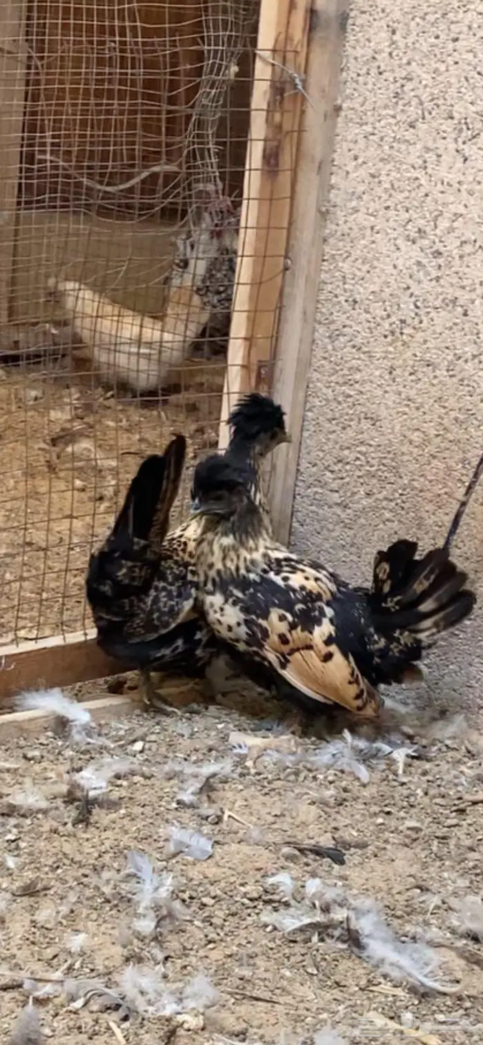 دجاج حباحب فاخر 27