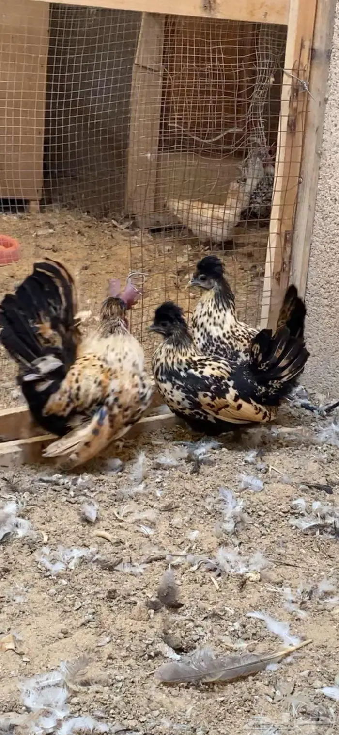دجاج حباحب فاخر 25