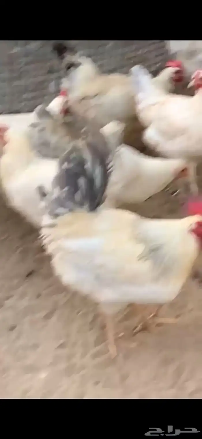 دجاج فرنسي 4