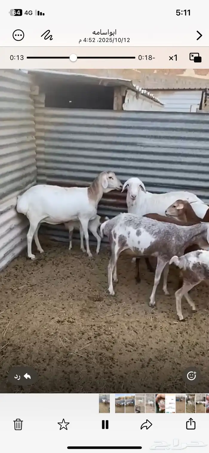 شياة برابر طيبه 1