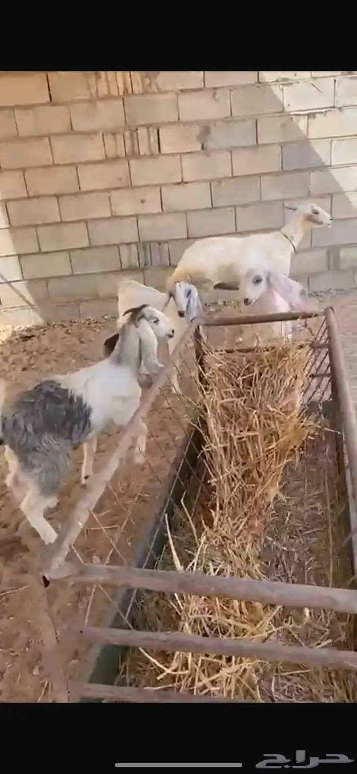 تيس وجفرتين 2