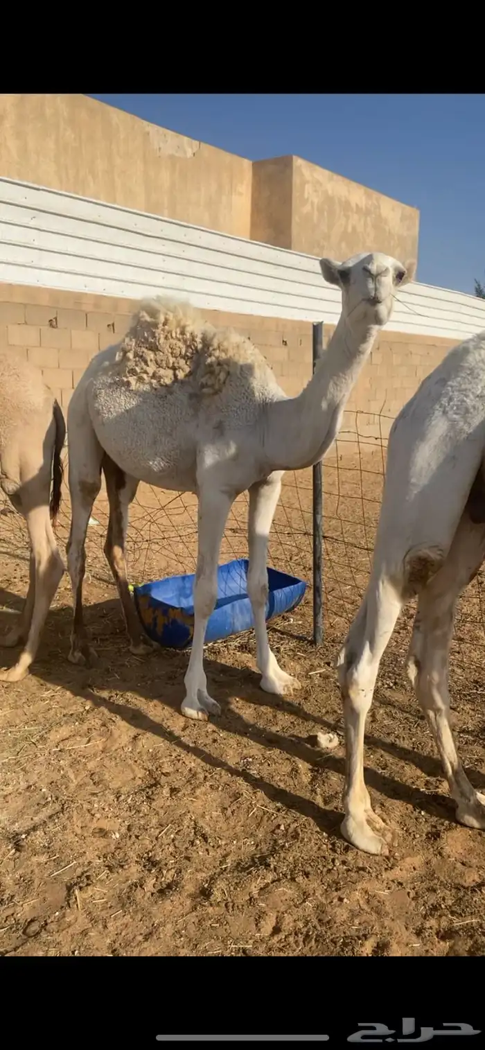 حشو قصب قعود وبكره طيبه عماره من سنه ونص وحولها الموقع القر 5