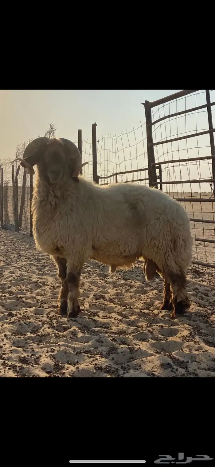 فحل نعيمي صنف( ينسف براسه) شرط 1