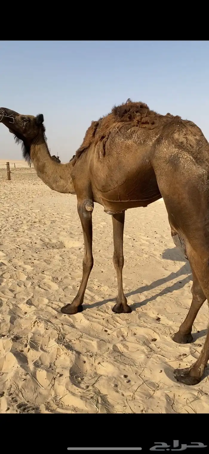 للبيع ناقة قصب 0