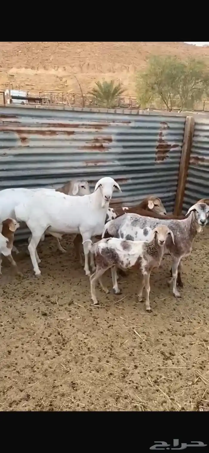 شياة برابر طيبه 3