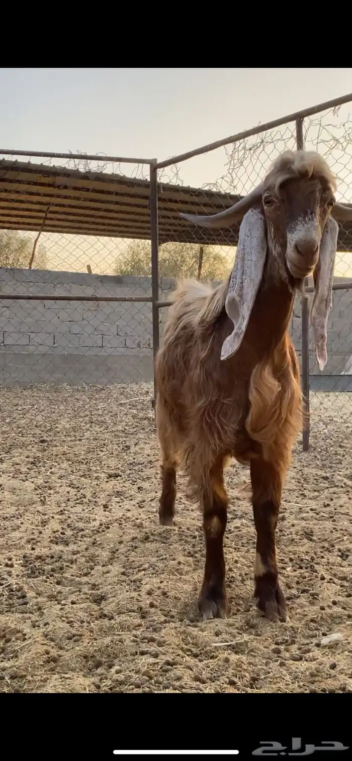 فحل عارضي كفو حارر شرط تم البيع 3
