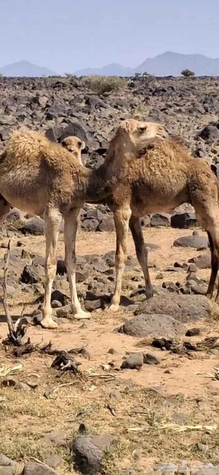 قعدان للبيع العمر 6 اشهر 0