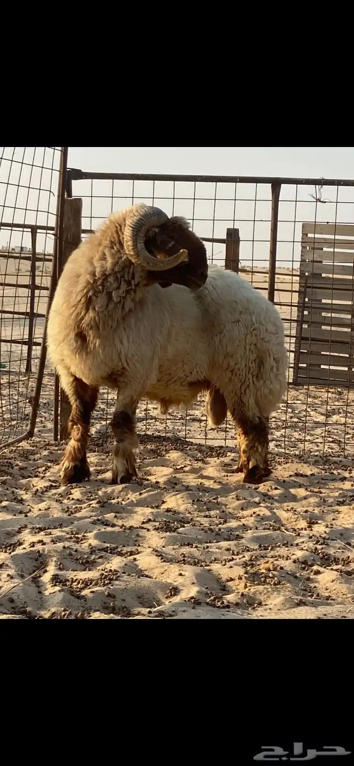 فحل نعيمي صنف( ينسف براسه) شرط 7