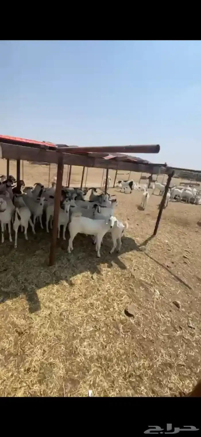 جفير 2