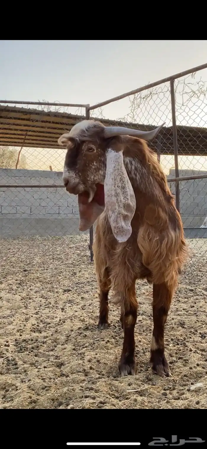 فحل عارضي كفو حارر شرط تم البيع 2