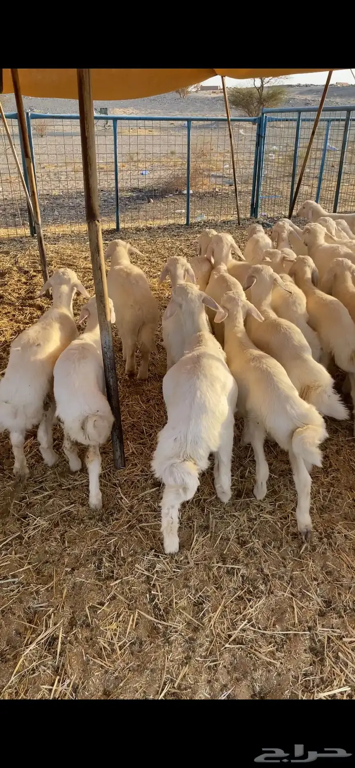 بهم تربيه تم البيع اضغط متابعه يصلك كل جديد 1