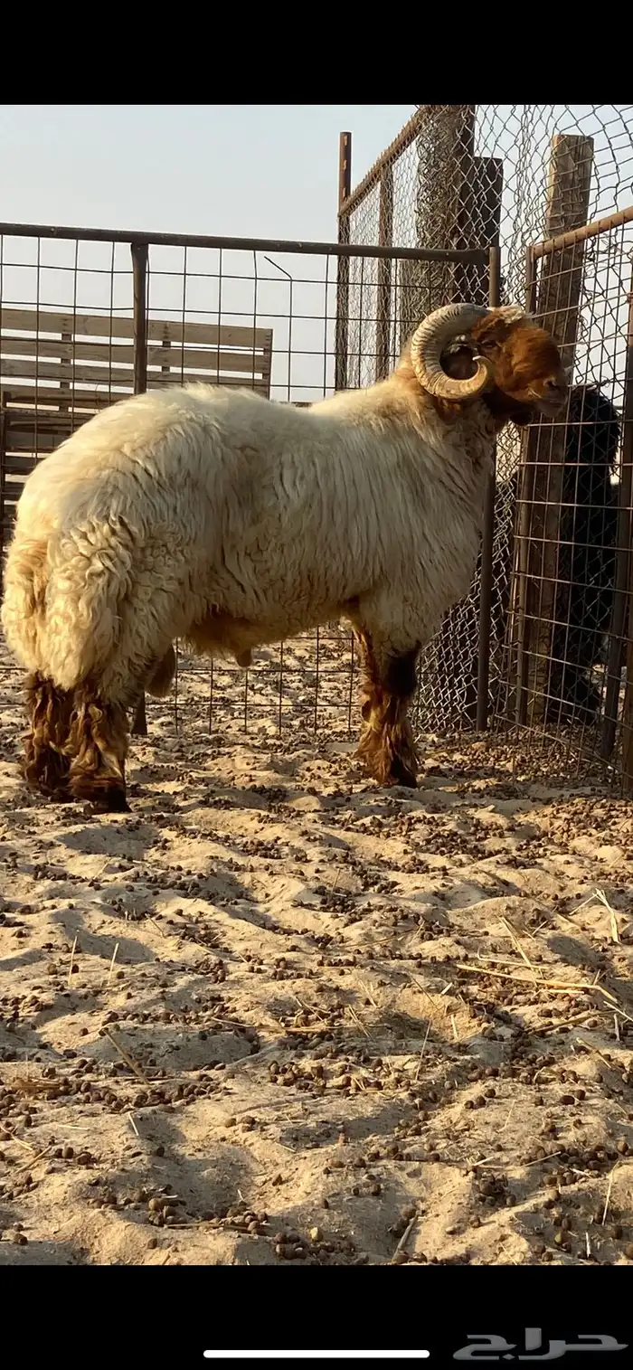 فحل نعيمي صنف( ينسف براسه) شرط 5